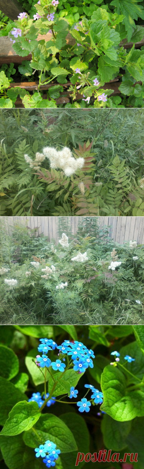 Дачное обозрение: Купить саженцы цветов ? Да, но осмотрительно