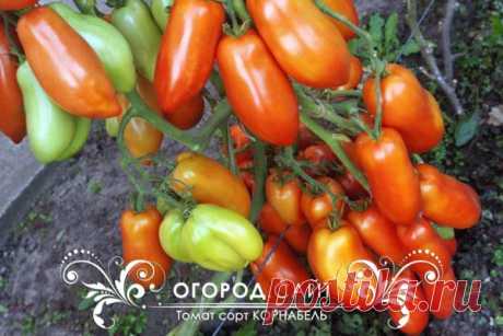 Купить семена томатов Корнабель | ОГОРОД.сайт