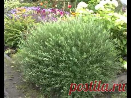 Декоративные кустарники.