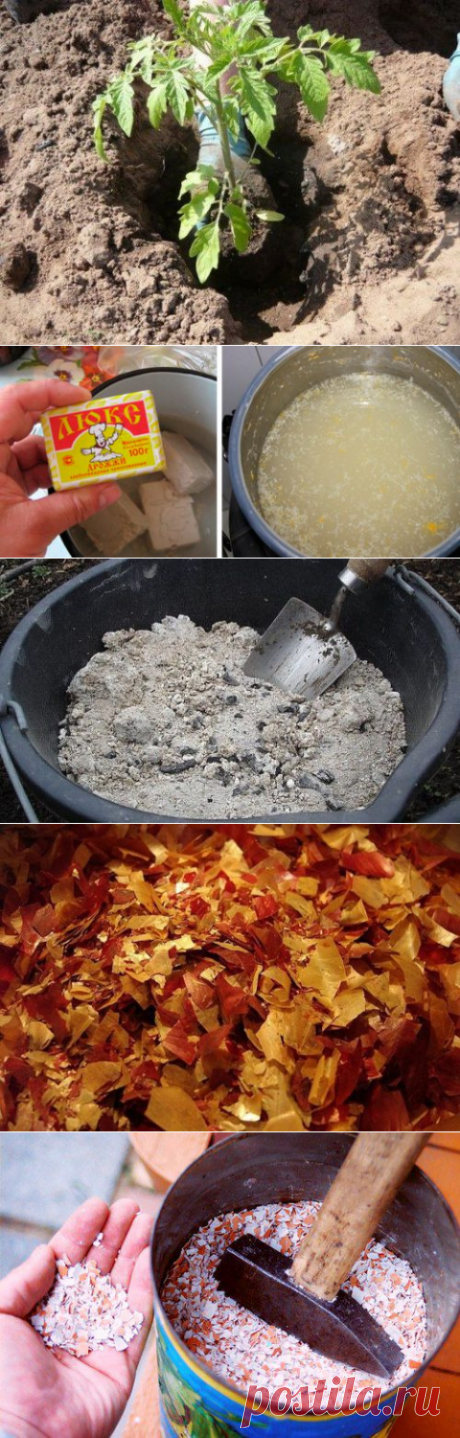 Что необходимо класть в лунку при посадке помидоров?