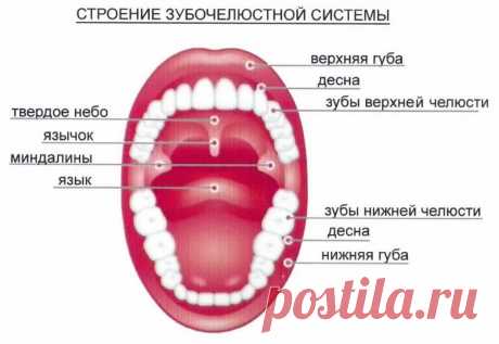 Артикуляционные упражнения для детей