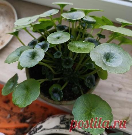 Паспорт растения: Умбиликус скальный (лат. Umbilicus rupestris)