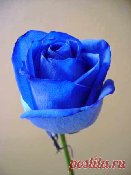 Стоит ли мечтать о синих розах? | Растения
