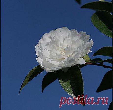 Легенды Цветочного гороскопа. Камелия (4 октября - 13 октября)