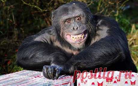 Удивительная планета – Google+ - Шимпанзе с радостным видом получает некоторые заранее…
