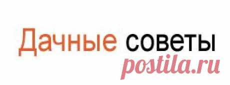 Выращивание рассады, хитрости, тактика выращивания рассады