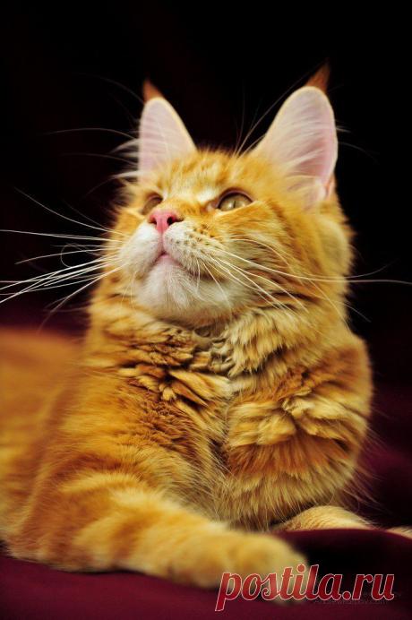 Perfect Cat*UA Orinoco, MCO d2209 7160701