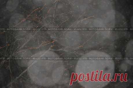 Full frame shot of abstract pattern of icy branches and snow bokeh. Стоковое фото, фотограф Ilaronsia / Фотобанк Лори