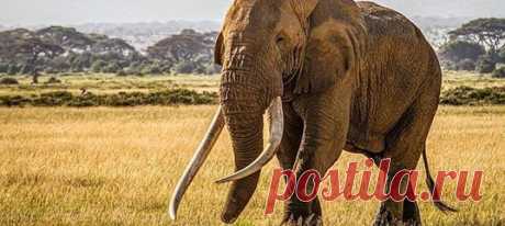 Тим был представителем слонов-таскеров (tusker). Этот термин закрепился за слонами с большими бивнями, и именно такие животные являются одной из главных мишеней для браконьеров.