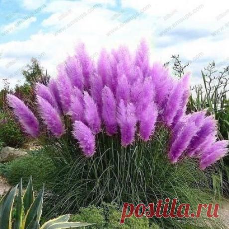 Кортадерия или пампасная трава для дачного участка.↓↓