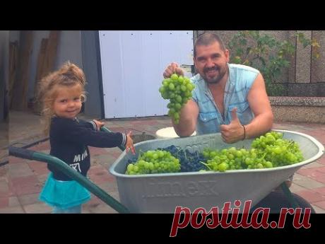 ВИНО ИЗ ВИНОГРАДА !!! Виноградное вино !!! Часть 1