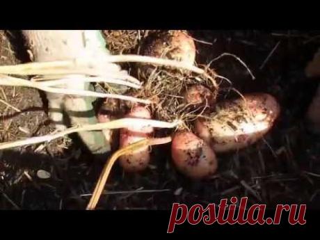 Как вырастить урожай на песке — 6 соток