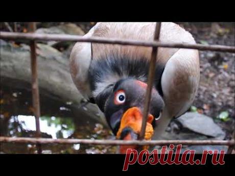 Cuervo real. Zopilote rey.Королевский гриф - YouTube