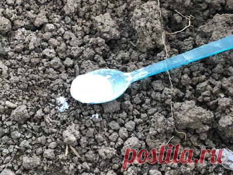 Зачем я раскладываю по огороду ложки с сахарной пудрой на зиму | На грядке | Яндекс Дзен