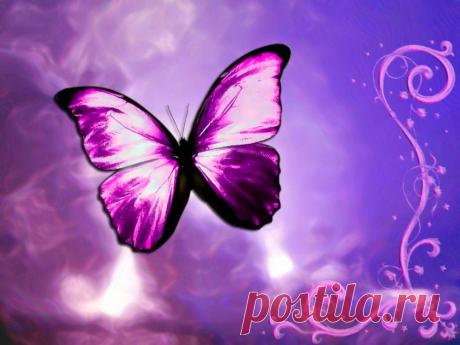 Результат поиска Google для https://www.mariposas.wiki/Imagenes/imagenes-de-mariposas-moradas.jpg