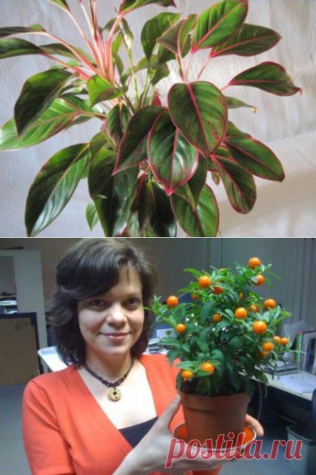 КОМНАТНЫЕ РАСТЕНИЯ МОГУТ ДУМАТЬ, ГОВОРИТЬ И ЧИТАТЬ НАШИ МЫСЛИ | ХОЧУ ВСЁ ЗНАТЬ