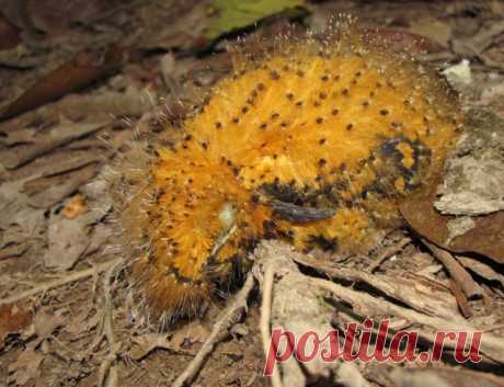 10 примеров необычной мимикрии под насекомых | Чёрт побери У опасных ядовитых насекомых есть масса подражателей. Причем самозванцы попадаются не только среди представителей родного класса, но также среди других животных и даже растений. Птенцы серой аулии, обитающей в тропических лесах Перу, появляются на свет облаченными в яркое оранжевое оперенье с черными вкраплениями. Так беззащитные перед хищниками новорожденные уподобляются ядовитой оранжевой гусенице. А чтобы маска...