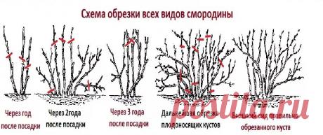 Осенняя обрезка чёрной смородины: Как это сделать легко и правильно