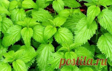 Дачный лайфхак: Крапива вместо пестицидов! | 6 соток