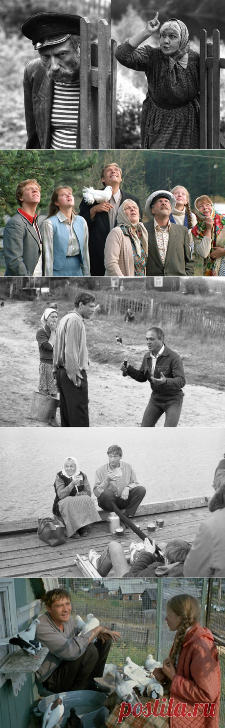 9 очень интересных фактов о фильме «Любовь и голуби»