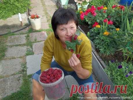 Способ омоложения малины