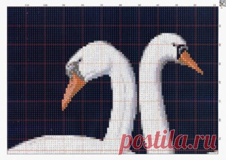 Лебединая семья