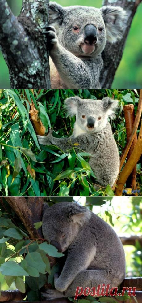 Австралийский зверек! Коала!.