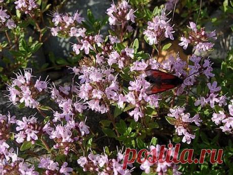 Легенды Цветочного гороскопа. Вереск (23 сентября - 3 октября)