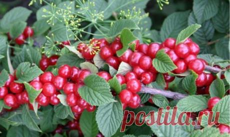 Войлочная вишня: как ухаживать за маленькой обитательницей сада