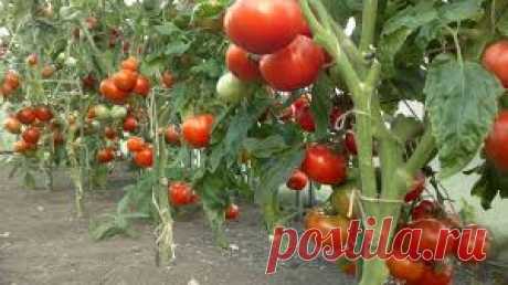 Фитофтора: как спасти томаты от этого недуга. Фитофтора: как спасти томаты от этого недуга.
 
Если вы занимаетесь посадкой томатов на даче, то уверена сталкивались с таким заболеванием пасленовых, как фитофтороз. Оно довольно распространенно…