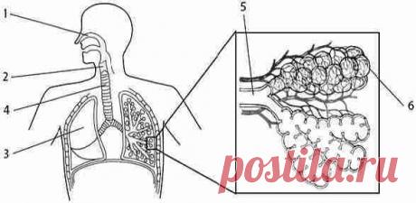 ЕГЭ Биология, Как выполнить задания по рисунку с альвеолами лёгких?