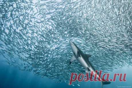 20 невероятных фотографий большого скопления животных, которые потрясают воображение