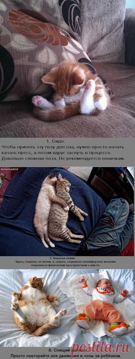 (+1) сообщ - Позы спящих котов - улетные картинки | Улетные картинки