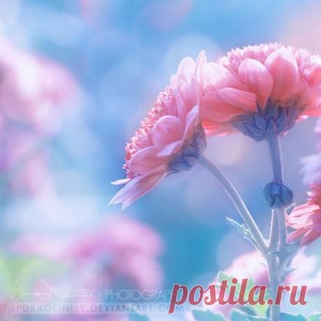 volnaudachi: Цветы. Красивые фотографии
