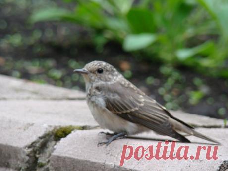 Маленькая, серенькая, едва заметная...