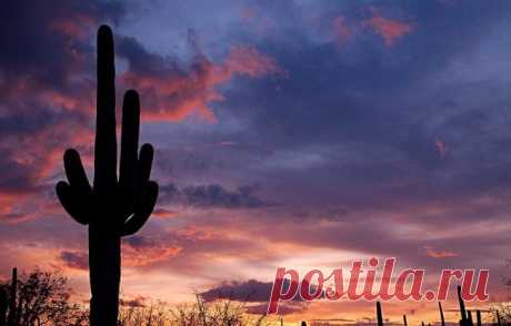 Гигантские кактусы сагуаро в пустыне Сонора - Путешествуем вместе