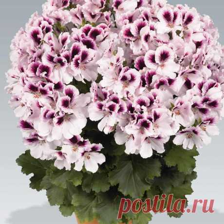 ФАНТАСТИЧЕСКОЕ ЦВЕТЕНИЕ ПЕЛАРГОНИИ: