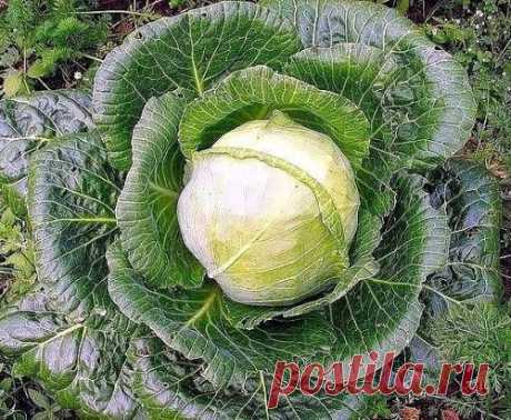 Секреты здоровой капусты