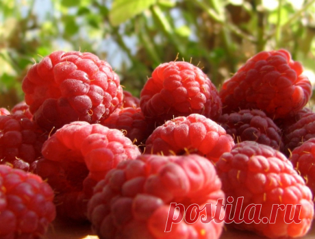 Как ухаживать за малиной весной чтобы был хороший урожай