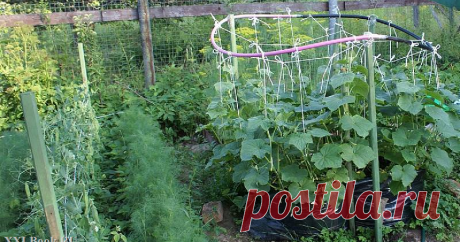 "Моя любимая дача!": Огурцы в мешке