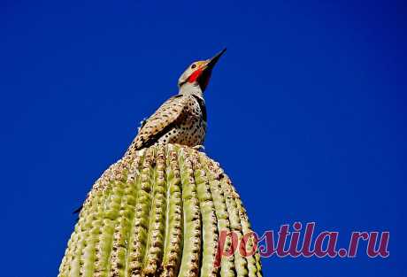 обитатели соноры фото: 2 тыс изображений найдено в Яндекс.Картинках