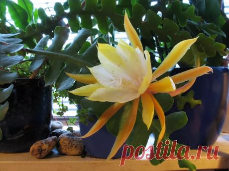 Plantiza - Зацвел мой "рыбий скелет" Эпифиллум