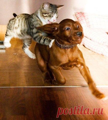 Шиза косит наши ряды | DogAngel точка ру | Яндекс Дзен