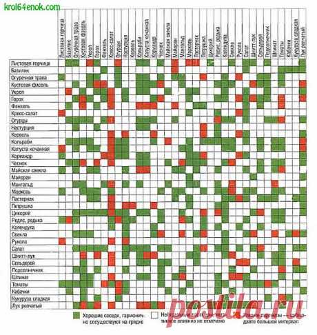 Соседство разных растений на одной грядке - 6 соток