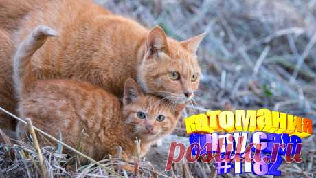 Любите смотреть приколы с котами? Тогда мы уверены, Вам понравится наше видео 😍. Также на котомании Вас ждут: видео кот,видео кота,видео коте,видео котов,видео кошек,видео кошка,видео кошки,видео о котах, видео о кошках, видео смешные кошка, для кошек, коты, кошка видео смешные, кошки приколы до слез, приколы про животных до слез, про кошек смешное, с котом, самые смешные кошки, смешные видео с кошками, смешные коты