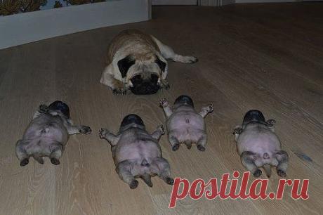 СЕМЕЙНЫЙ ТИХИЙ ЧАС !!!!!!!!!!!!!!