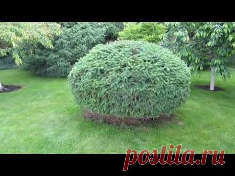 СТРИЖКА ХВОЙНЫХ. МОЖНО ЛИ СТРИЧЬ БОЛЬШИЕ ДЕРЕВЬЯ?