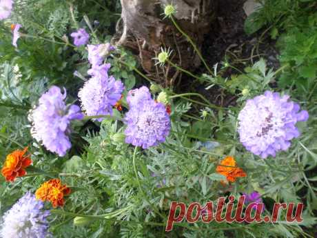 скабиоза, бархатцы