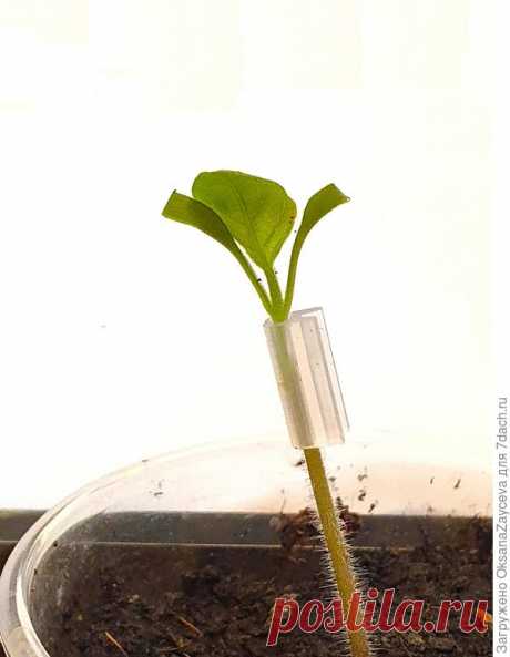 Прививка овощных культур при выращивании рассадой. Фотографии