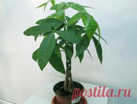 Пахира — уход в домашних условиях Пахира водная, которая чаще всего и выращивается в домашних условиях как комнатное растение, в естественных условиях представляет собой дерево довольно внушительных размеров. Да и как же иначе. Ведь е...